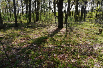 Obraz premium Sun-drenched forest floor featuring vibrant green moss scattered dry leaves and tall deciduous trees casting long shadows under a clear spring sky