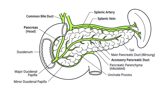 Human Pancreas Anatomy Diagram with Duodenum and Bile Duct