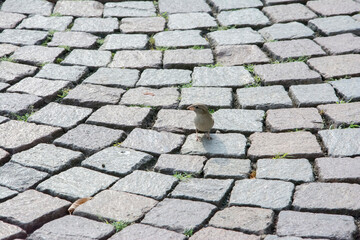 Fototapeta premium Bird on a cobble stone pavement
