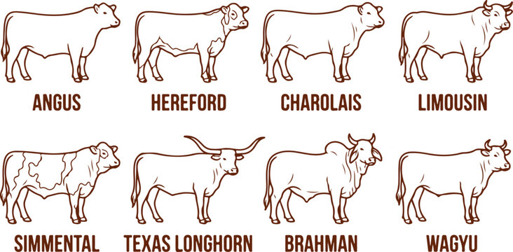 Farm animal cattle icons set angus hereford charolais limousin simmental texas brahman wagyu.