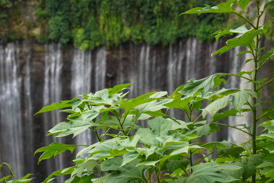 Tumpak Sewu Waterfall flowing down a steep cliff surrounded by dense tropical vegetation and rugged rock formations in East Java, Indonesia.