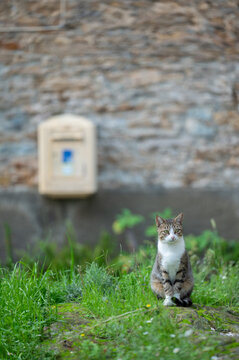 chat