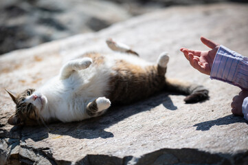chat © ibou