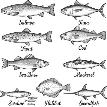 Variety of fish species illustrated in detailed black and white  