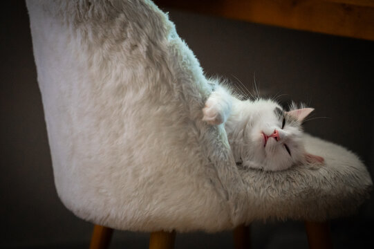 chat