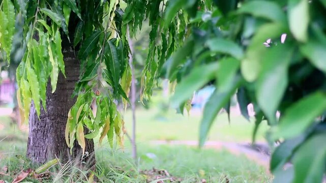 Close-up of Monoon longifolium or False Ashoka tree leaves hanging vertically in front of a building with traditional star pattern fence.