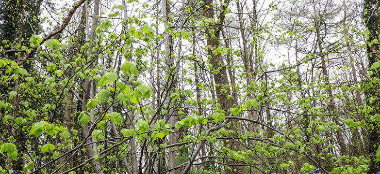 Trees in a countryside forest landscape