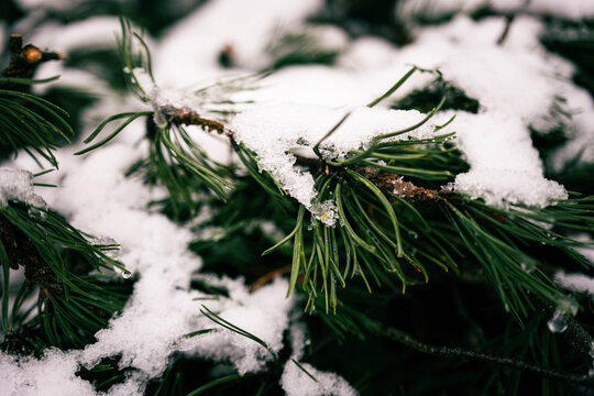 Tannen im Schnee 2