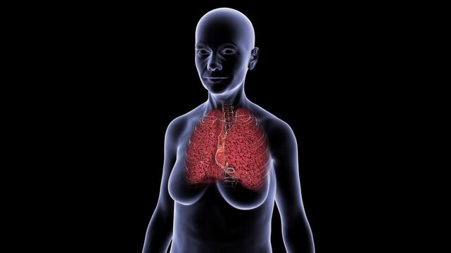 Smoker's lungs in female silhouette, 3D animation showing darkened lung tissue and emphysematous damage, transparent thorax rotating on black background.