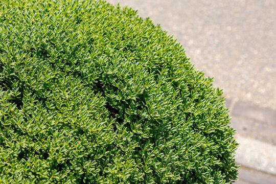 Selective focus of small tiny green leaves, Hebe rakaiensis for borders or as a small hedging plant, It typically reaches a height and forms a dense, bolvormig (spherical) habit, Greeney background.