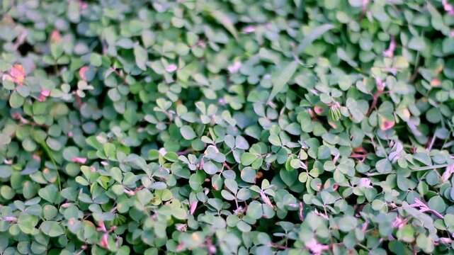 Full frame texture of small green desmodium triflorum leaves or wild clover growing as natural ground cover in a park.
