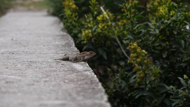 Panning shot of Oriental Garden Lizard Resting on Concrete Pathway Surrounded by Green Plants