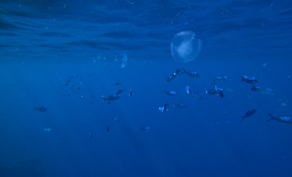 reef, fish and jellyfish