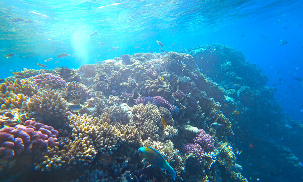 reef, fish and jellyfish