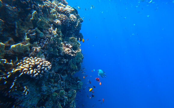 beautiful coral reef and fish