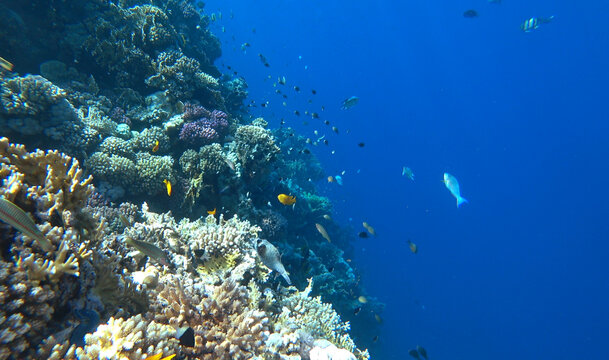 beautiful coral reef and fish