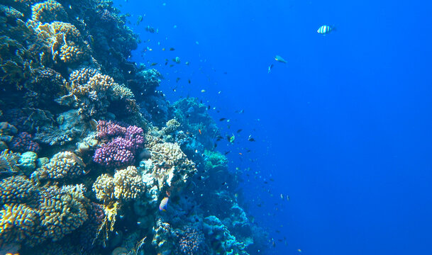 beautiful coral reef and fish