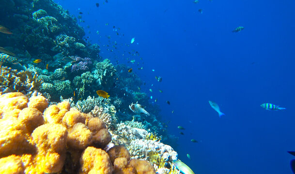 beautiful coral reef and fish