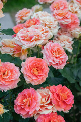 Fototapeta premium 中之島バラ園 色とりどりのバラ 大阪 日本 / Colorful Roses at Nakanoshima Rose Garden Osaka Japan