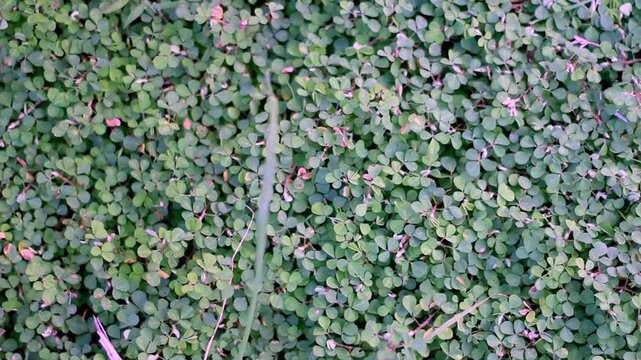 Full frame texture of small green desmodium triflorum leaves or wild clover growing as natural ground cover in a park.