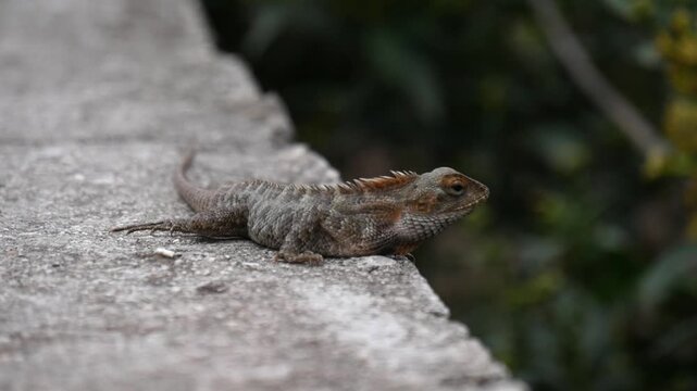 Oriental Garden Lizard with Orange Crest Resting on Stone Wall with Small Ants Moving Around