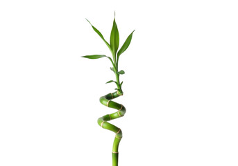 Fototapeta premium Lucky bamboo plant with a spiral stem isolated on transparent background