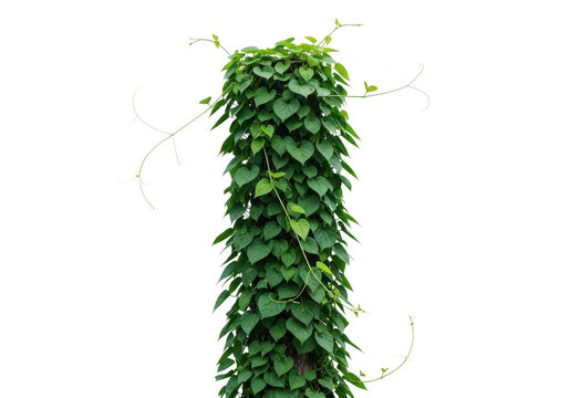 Vibrant green climbing plant wrapped around a wooden post isolated on transparent background