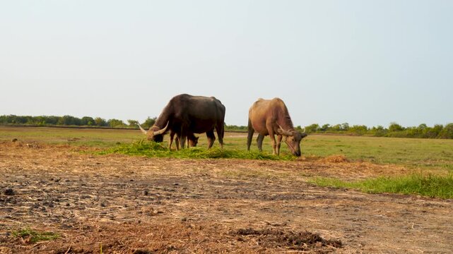 Two oxen grazing in a field on a sunny day