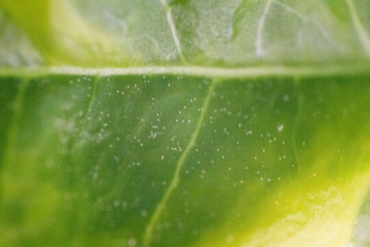 blatt baum makro nah pflanze