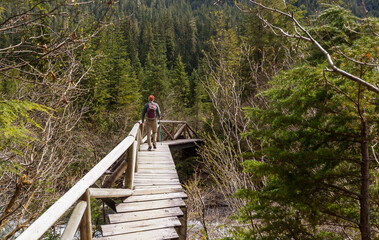 Fototapeta premium Boardwalk in the forest