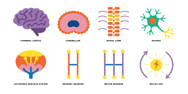 Human Nervous System Brain Anatomy Medical Education Vector Illustration Isolated Colorful Flat Design Set
