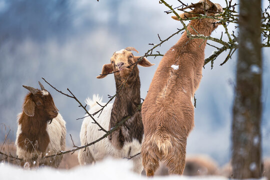 Schafe und Ziegen im Schnee. 4