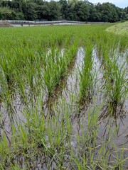 Obraz premium rice field in thailand