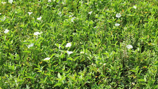 White water spinach flowers bloom in the swamp