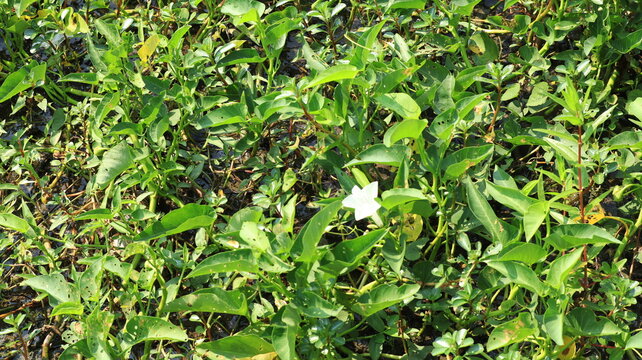 White water spinach flowers bloom in the swamp