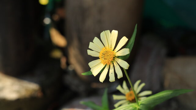 A  yellow Zinnia flower blooms beautifully in the yard