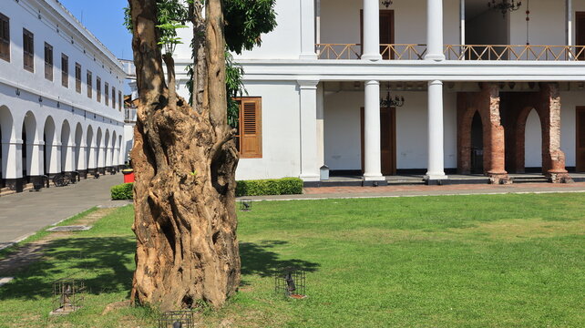An old Devil's tree (Alstonia scholaris) adorns the green grassy lawn in front of an old white building.