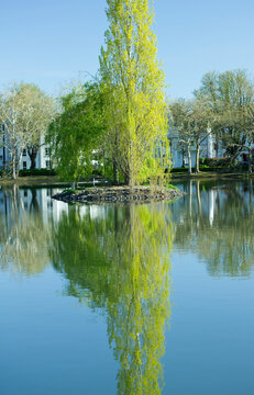 idyllische Parklandschaft mit einer Trauerweide und kleinen Insel in einem ruhigen Parkteich mit klarer Wasserspiegelung unter blauem Himmel