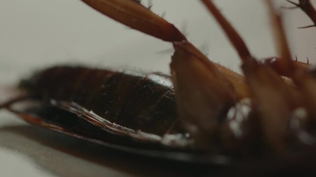 Closeup Dying Cockroach on Floor with Cockroach Injury, Cockroach Distress, Toxic Pest Control Treatment, Health Risk and Household Infestation Concept