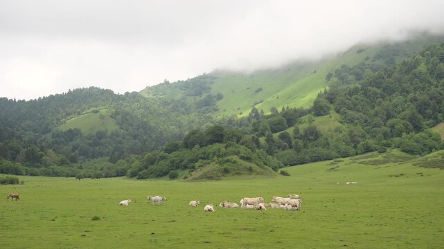 Des vaches se reposent dans les p&acirc;turages de moyenne montagne sous une l&eacute;g&egrave;re brume matinale, elles sont paisibles