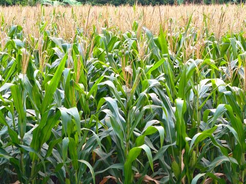 Vast cornfield displaying healthy green maize plants with tassels growing densely under bright daylight.