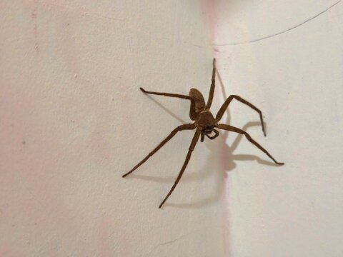Large brown spider with long, thin legs rests in a wall corner.