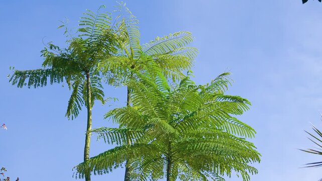 Tall tree ferns in a tropical forest in Thailand