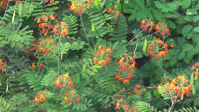 poinciana, peacock flower, red bird of paradise (Caesalpinia pulcherrima) blooms and bears fruit in winter in Thailand