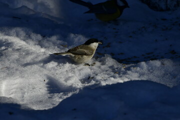 black-crapped chickadee © Justyna