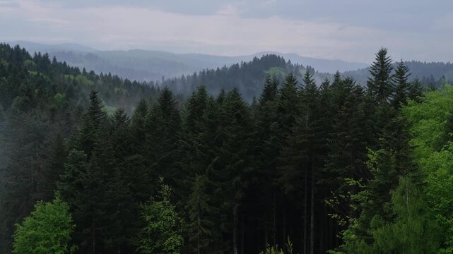 Misty spring morning mountains with forest view (Carpathians, Ukraine). Clouds of fog rising from forest valleys.
