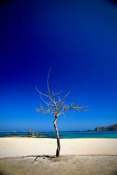 Capturing the essence of wanderlust with a lonely dry tree stretching toward an expansive, cloudless azure sky along the Kuta Mandalika coastline.