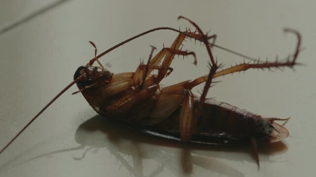 Dying Cockroach Struggling on Indoor Floor with Cockroach Injury, Cockroach Weakness, Toxic Exposure, Pest Extermination and Sanitation Problem Theme
