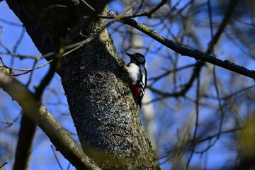 woodpecker © Justyna