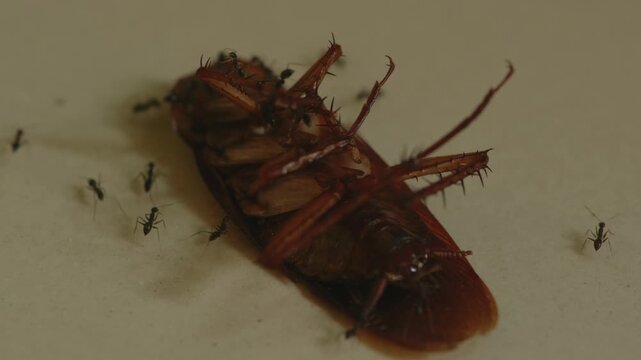 Dead Cockroach Surrounded by Ants with Cockroach Decomposition, Cockroach Decay, Scavenger Activity, Ecosystem Recycling and Biological Process Concept